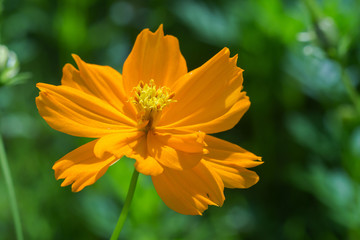 orange cosmos flower in the garden.