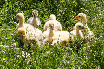 A flock of little geese grazing in green grass