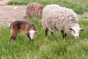 Obraz na płótnie Canvas Sheep and lamb grazing on green grass