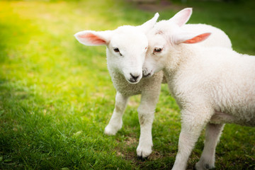 Naklejka na ściany i meble Two lambs cuddling on the green field