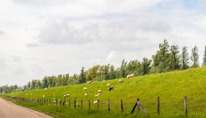 Long dike with sheep in the Netherlands