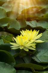 Beautiful yellow waterlily flower blooming with sunlight and water spray.