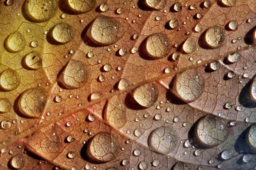 Regentropfen auf Herbstlaub