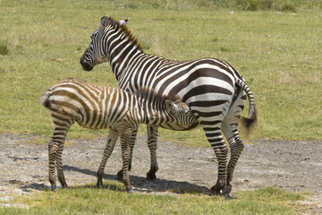 Fototapeta na wymiar Kenya Nakuru Zebra