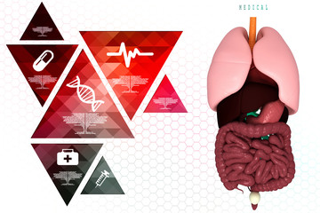 Healthy Human Lungs 3d illustration