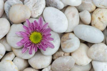 Pink flower of Chrysanthemum and white stones.