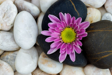 Fototapeta premium Pink flower of Chrysanthemum and stones.