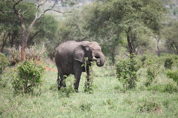 Wild Elephant (Elephantidae) in African Botswana savannah