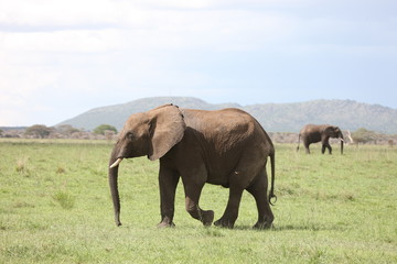 Naklejka na ściany i meble Wild Elephant (Elephantidae) in African Botswana savannah
