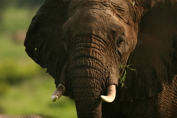 Wild Elephant (Elephantidae) in African Botswana savannah