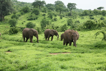Fototapeta premium Wild Elephant (Elephantidae) in African Botswana savannah