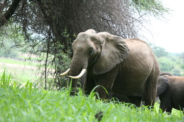 Obraz premium Wild Elephant (Elephantidae) in African Botswana savannah