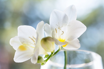 Fototapeta na wymiar Delicate white freesia blossom in soft sunlight - closeup