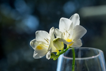 Fototapeta na wymiar Delicate white freesia blossom in soft rays of sun - closeup