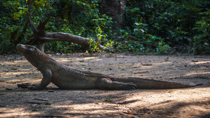 Komodo Dragon, the biggest reptile in the world