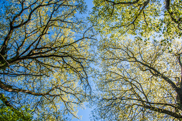 Arbres au printemps