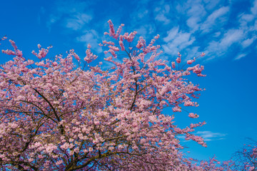 Cerisiers japonais en Fleurs au printemps