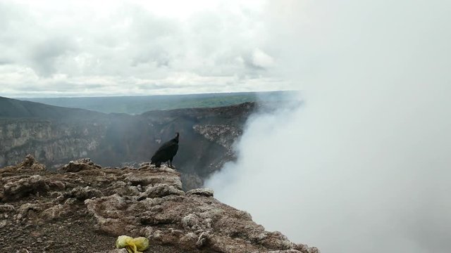 A vulture on the edge of the Masaya volcano