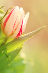 Striped tulip (white in pink stripes) on a blurry gently  background. Space for text.