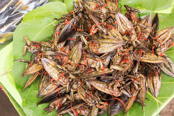 Giant water bug as food on sell in the local fresh market © somrerk