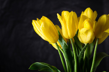 Bouquet of beautiful fresh yellow tulips in dew on dark background