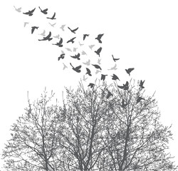 Silhouette flying birds