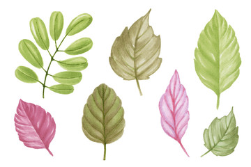 Hand Painting Marker leaves of different plants