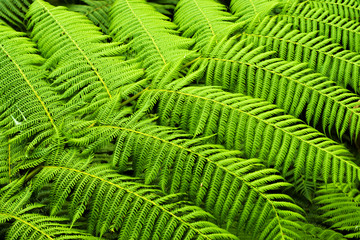 Fototapeta premium Cyathea Medullaris - Black Tree Fern
