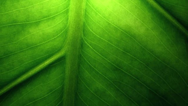 Macro video of green leaf. Concept nature and ecology.