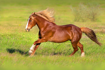 Red horse with blond long mane run fast in green spring field