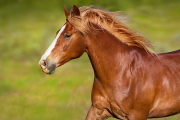 Beautiful red horse with long mane portrait in motion