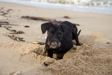 Black puppies playing the sand.