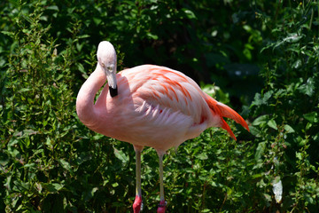 Plakat flamingo