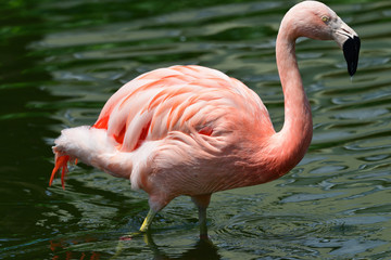 flamingo