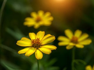 Mini yellow zinnia flower