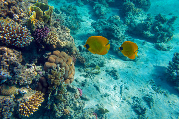 Naklejka na ściany i meble Couple of bright yellow butterflyfishes (Chaetodon semilarvatus) in the water column of Red Sea on the coral reef beside Marsa Alam, Egypt