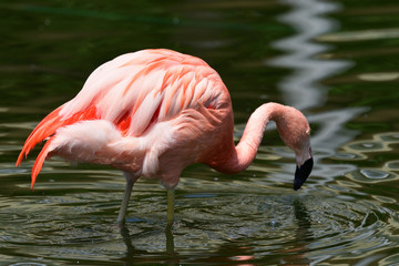 Fototapeta na wymiar flamingo