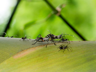 Black bug on bamboo tree.