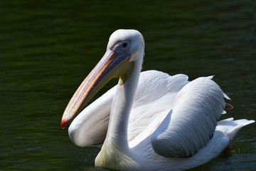 pelican