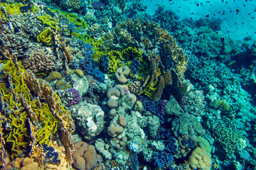 Bright multicolor coral reef of Red Sea lit by sun beside Marsa Alam, Egypt