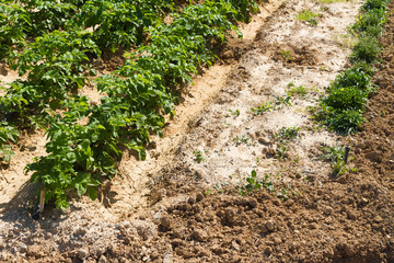 Raws of young tomato plants growing in fertile soil outdoors.