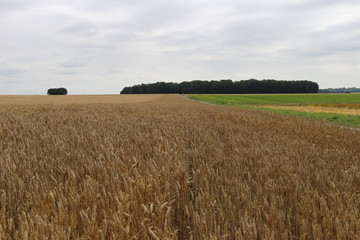 r&eacute;colte champs de lin