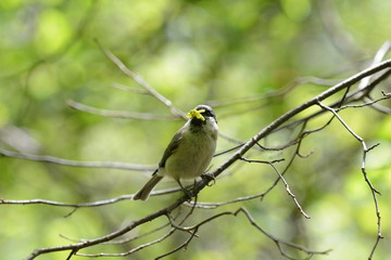 cincia bigia