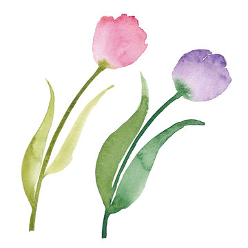 Beautiful watercolor tulips. Watercolor flowers isolated on white background. Wedding design element in high resolution. Tulips clipart.