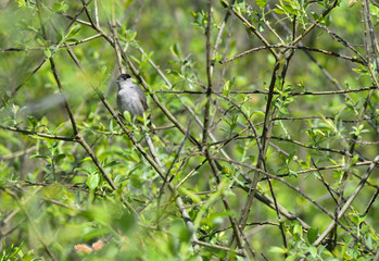 Capinera nascosta tra le foglie dell'albero in primavera