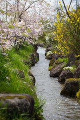pink cherry blossom and canel