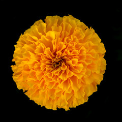 A marigold bud flower on black background.