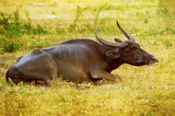Closeup image of Thailand buffalo lying at green grass background.