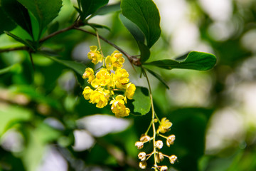 Berberis Ilicifolia. Branch of a blossoming barberry. Yellow flowers of barberries on bush