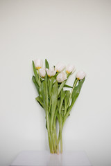 Tulips on white minimalistic background